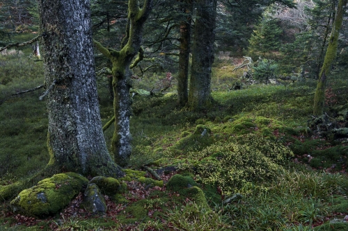 nature-photography-primeval-forest-vosges-france